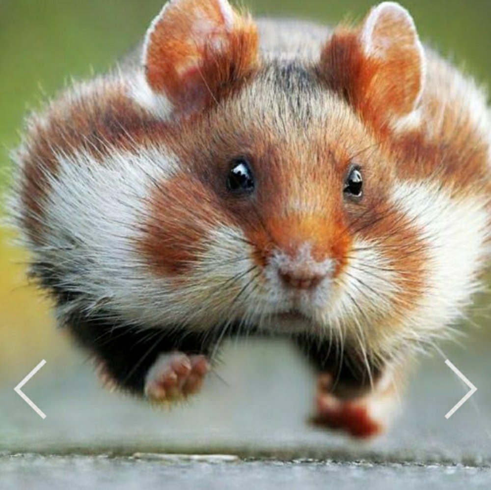 Meet your Posher, Cherry